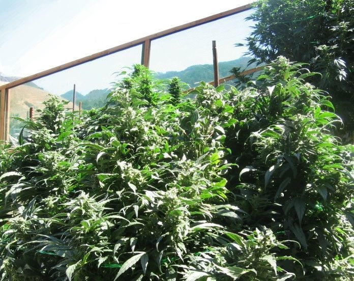 Cannabis plantation on small parcel